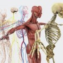 Lerne Grundbegriffe der Anatomie