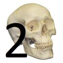 In this lesson you will get to know 160 of the most important bones in the human body by means of pictures. Part 2 of 2
