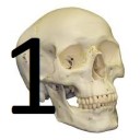 In this lesson you will get to know 160 of the most important bones in the human body by means of pictures. Part 1 of 2