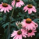Echinacea. (Coneflower).
