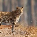 Leopard