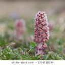 Butterbur