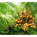 Coconut Tree