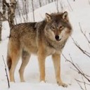 wolf