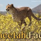 Facts about Cheetahs