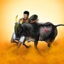 Jallikattu. A traditional sport of tamil Nadu.