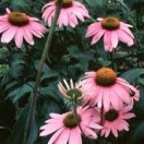 Echinacea. (Coneflower).