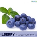 Bilberry