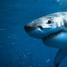 shark