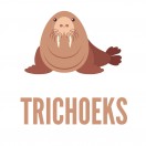 TRICHOEKS
