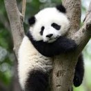 gaint panda