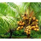Coconut Tree
