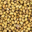 Coriander (Spices)