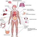 human body