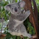 The Koala Bear