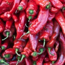 Chili pepper