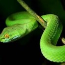 Snakes.
