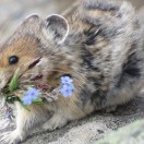 The American Pika and Climate Change