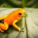 frog