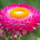 Everlasting Daisy. (Strawflower).