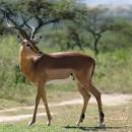 Antelope