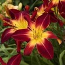 Day Lily. (Hemerocallis).