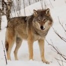 wolf