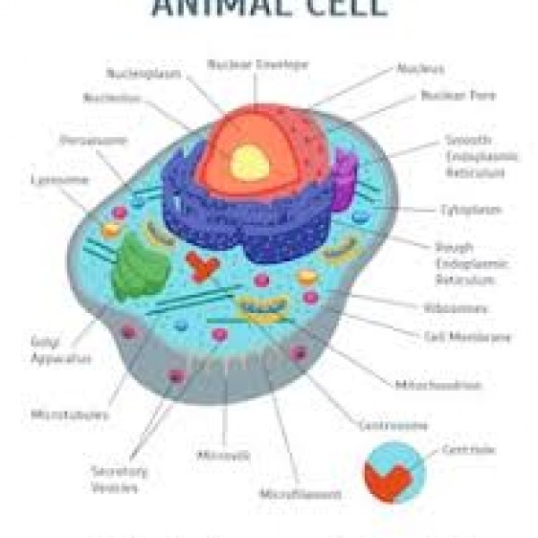 Animal Cell Memozing E Learning Network